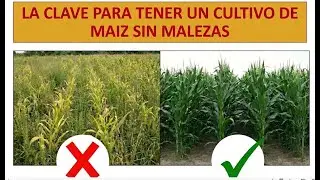 🌽LA CLAVE PARA UN CULTIVO DE MAIZ SIN MALEZAS🌽 | AGRONOMIA | CULTIVO EXITOSO