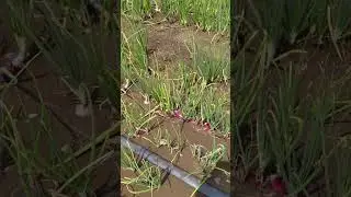 #trending #farming #shetakari #youtubeshorts #nature