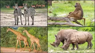 ZAMBIA: Mosi-oa-Tunya National Park - Game Drive