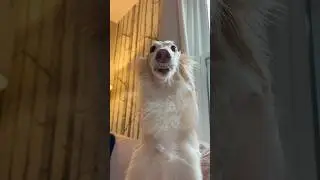the last brain cell #thinktwice #lastbraincell #cat #silkenwindhound #teefs #trending