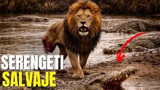 SERENGETI SALVAJE | Depredadores luchan por sobrevivir.