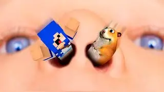 PROCURANDO O HAMSTER SECRETO no MINECRAFT!! (FIND CHOMIKS)