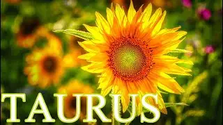TAURUS MARCH 2021 MONTHLY LOVE TAROT READING &ldquo;YOUR EX WANTS YOU BACK 💙💜💗❤️💙💜💗❤️💙💜💗❤️💙💜💗💙💜💗❤️