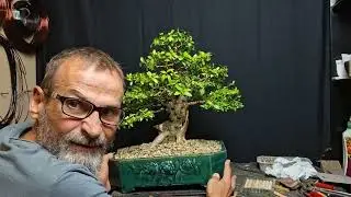 Самшит. Чистка та сезонні роботи 