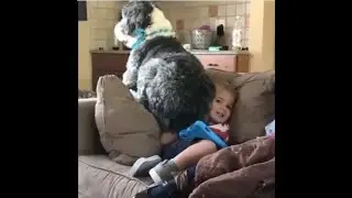 Silly Animals Being Absolute Crackheads (2024) 🐾😆