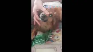 Funny angry la la dog 《2x》