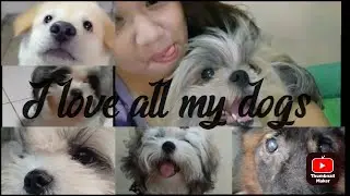 I LOVE ALL MY FUR BABIES EQUALLY WELL || WITH MY SENIOR DOG MIRA THE SHIHTZU #animals #ilove