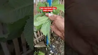 cara membuat obat sakit maag #cara #tutorial #tutorialyoutubeshorts #tips #@Aria-y82