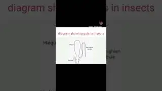 foregut of insect#entomology #yt #shortsfeed #shorts #short#@virdiscience
