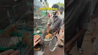 DELHI HIDDEN PET MARKET🐇🐈🦮 #shorts