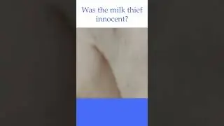 The milk thief has been stopped, but was he actually innocent? #blueheelers #gocsysclassics