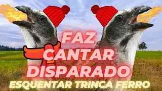 FAZ CANTAR DISPARADO 🔥 DESTRAVA TRINCA FERRO ESTIMULANTE AO VIVO 🔴