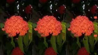 ये खुबसूरत फूलों वाली बेलें बालकनी और छत की रेलिंग पर लगाएँ ।। Best creepers for Balcony & Terrace