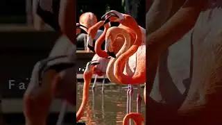 Flamingos: Discover How Their Diet Turns Them Pink #wildlife #nature #conservation