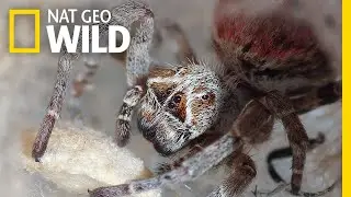 These Spiders Eat Their Mothers' Dead Bodies | Nat Geo Wild