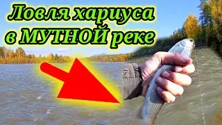 Ловля хариуса 👆 В  МУТНЮЩЮЮ воду. Рыбалка на реке Бия. Ловля хариуса на удочку 👆