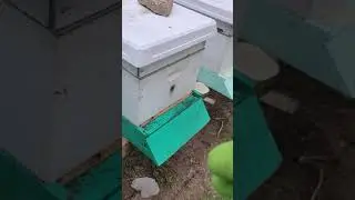 Burr Comb up close (listen for the buzz!)