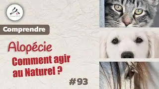#93 Alop&eacute;cie chez le Chien, Comment agir au Naturel avec la Phytoth&eacute;rapie Chinoise ?