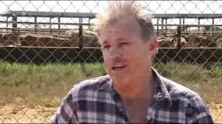 Cattle export ban threatens businesses