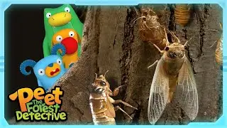 Empty Bug Shell Mystery... Cicadas?! | Nature Stories For Kids | Peet The Forest Detective