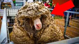 After Farmers Sheared This Sheep&rsquo;s Insanely Thick Coat, They Couldn&rsquo;t Believe What Stood Before Them