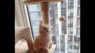 Extremely cute siberian kitten - First day at his new home