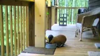 Interactive Cat Feeder.mp4