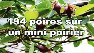 Poirier, 194 poires sur un mini poirier bio