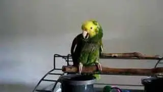 Crying Parrot