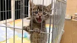 目覚めた瞬間からの「出せぇー！」