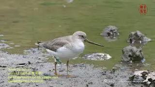 Terek Sandpiper