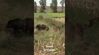 Starke Rotte bei der Erntejagd 🌽 #sauen #wildschwein  #erntejagd #maisernte #jagd