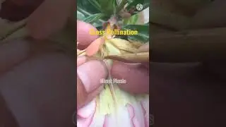 Cross Pollination Adenium/Adenium Cross Pollination/Cross Pollinate Adenium#shorts