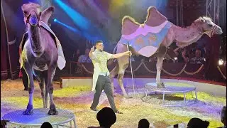 Circus Bossle in Zeeuws-Vlaanderen | Omroep ZVL