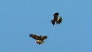Northern Harriers Passing Food in Mid-Air!