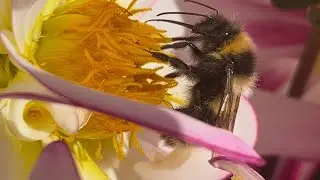 Bumblebee on Dutch Explosion Dahlia Flower 
