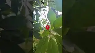 Land For Sale In Naukuchiatal, Uttarakhand - Square Foot Investor