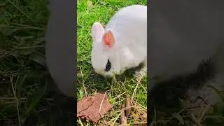HAPPY BUNNY #shorts #cute #мило #bunny #rabbit #subscribe #shortvideo #зайчик #кролики #заяц