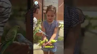 Teach Your Parrot to Say 'Hello' in 3 Easy Steps! 🦜 | Parrot Training Tips #parrot