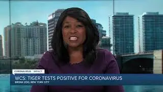 Tiger at Bronx Zoo tests positive for COVID-19