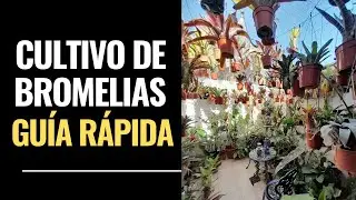 ✅️¡No Te Pierdas! La Guía Más Rápida y Completa sobre BROMELIAS