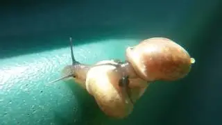 Snail Courtship part 2