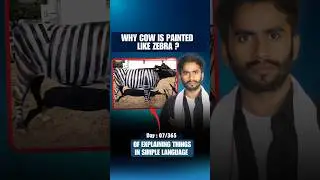 Why Cow painted like a Zebra ?