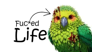 Why It Sucks to Be Born as a Kakapo