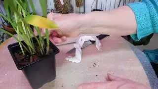 An unboxing video - two Masdevallias ignea and veitchiana from Mick's Masdevallias
