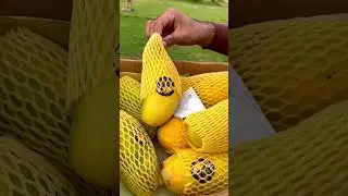 Multani Mango🥭 #imabdullahmalick #wildlife #multanivlogs #businessevent #viral #funny #multan