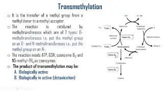 Transmethylation cycle, donors, acceptors