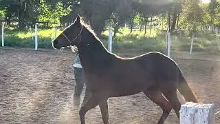Colocamos o novo potro para correr - com Vitor Peron