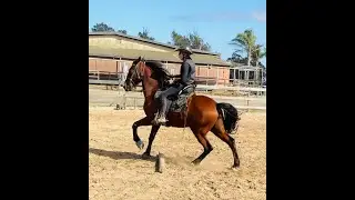 Tennessee Walking Horse Learning To Canter - Teddy - Gaited Horse Training