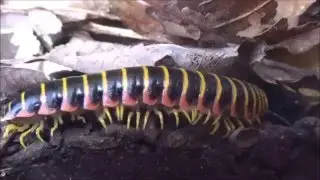 Nature Doing Cool Things: Glowing Millipedes